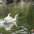 事业顺利吉林：罕见白鸬鹚连续两年“故地重游”