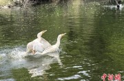 事业顺利吉林：罕见白鸬鹚连续两年“故地重游”