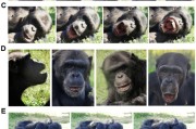 事业顺利国际最新研究：机器人“打哈欠” 黑猩猩被传染
